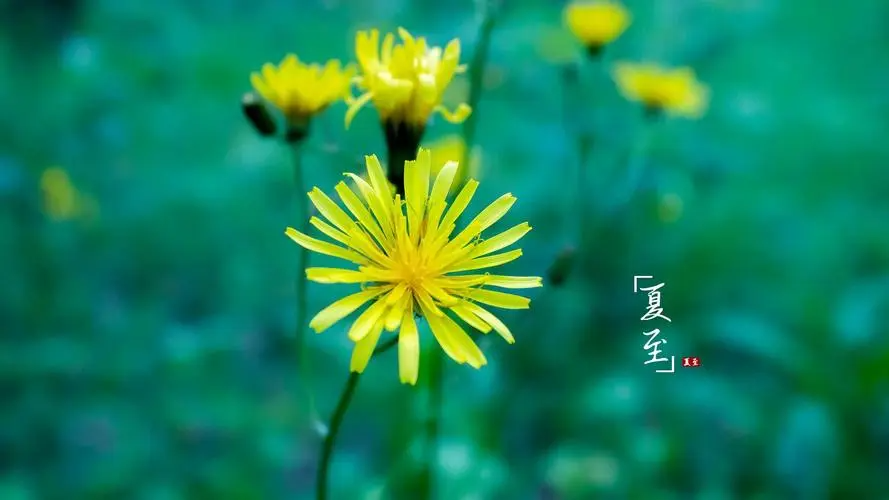 6月21日是什么节日