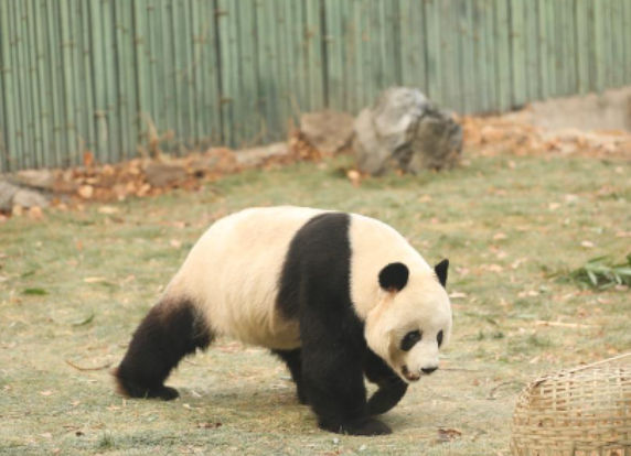 中国有多少只大熊猫?