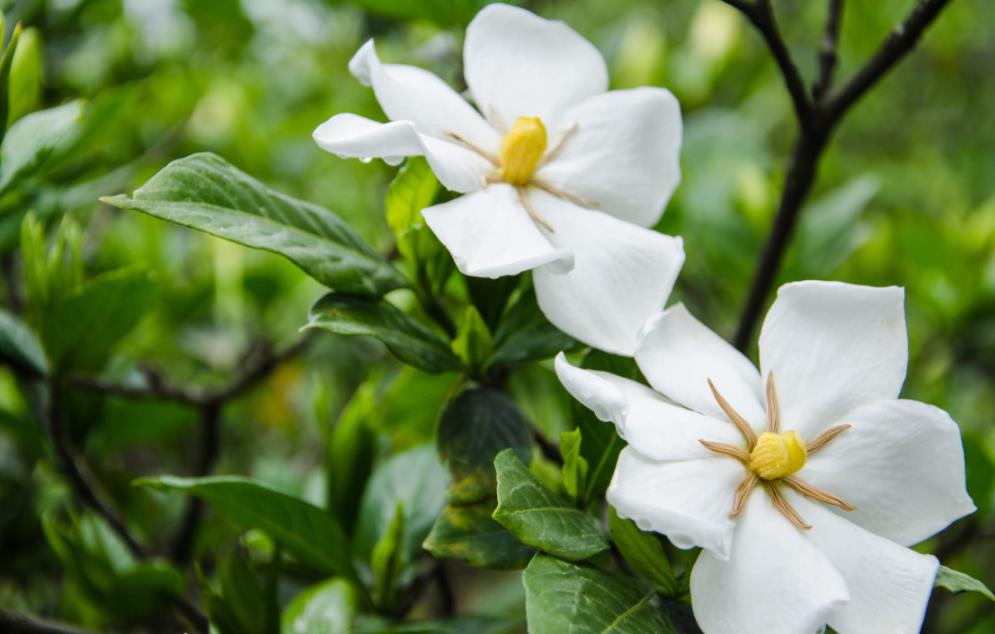 栀子花是什么季节开的？？？