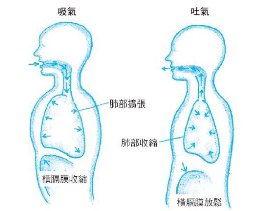 呼吸和呼吸作用有什么区别