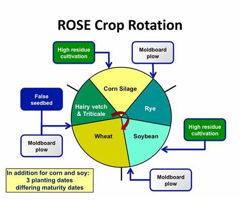 rotation是什么意思