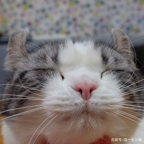 猫传腹是怎么引起的？