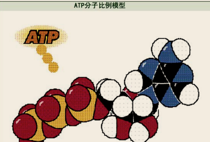 ATP是什么意思?