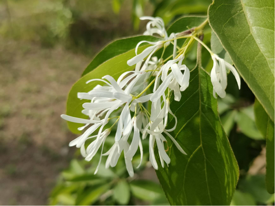 流苏花 花语