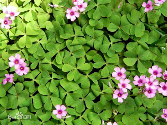 红花酢浆草怎么读，红花酢浆草种植技术