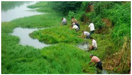 生物入侵者事例，并简要谈谈你对生物入侵者的认识