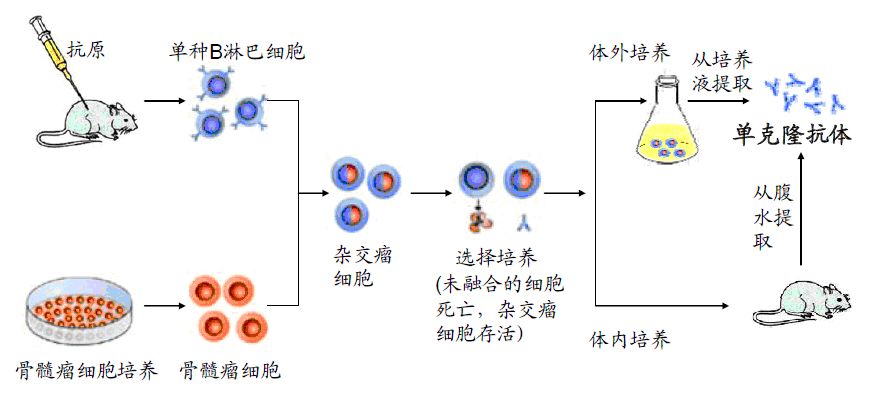 抗体是由什么产生的