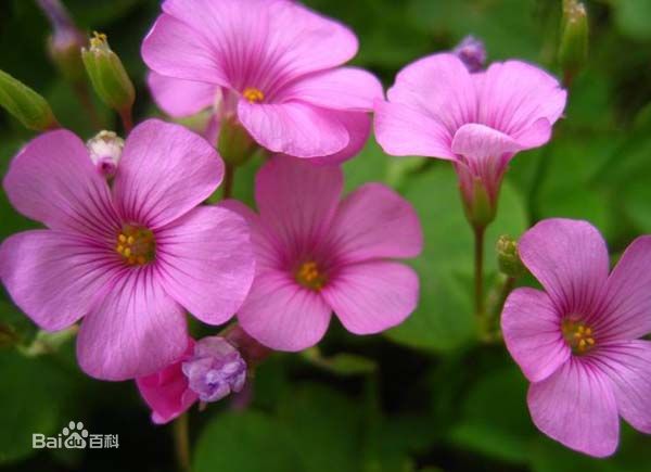 红花酢浆草怎么读，红花酢浆草种植技术