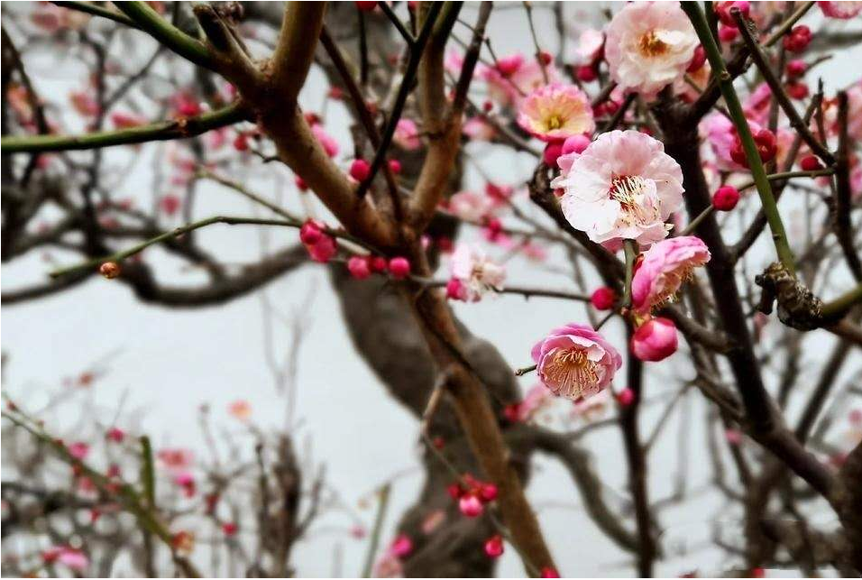 苍龙日暮还行雨，老树春深更著花出自哪首诗