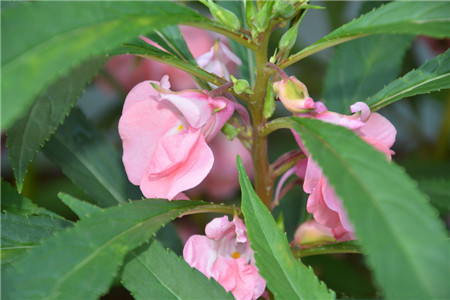 植物播种的方法