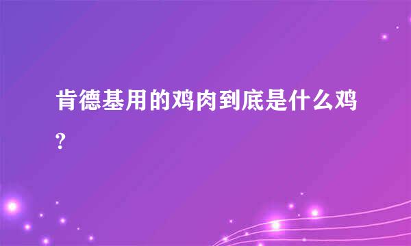 肯德基用的鸡肉到底是什么鸡?