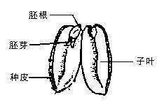 花生种子结来自构图是什么？各部分有什么作用？