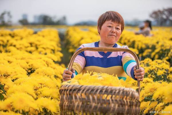 菊花有什么品质