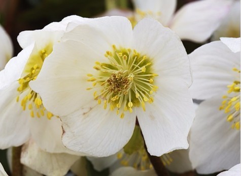 完全花、不完全花有哪些?