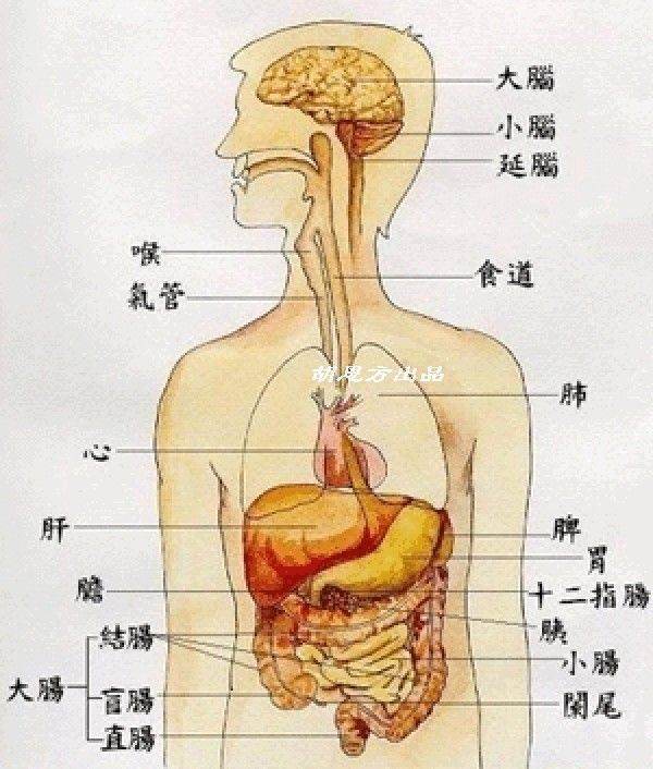 脾在哪六脱海福个位置图片