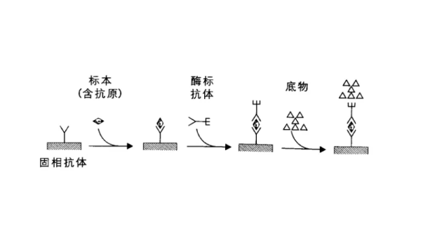 双抗体夹心法原理