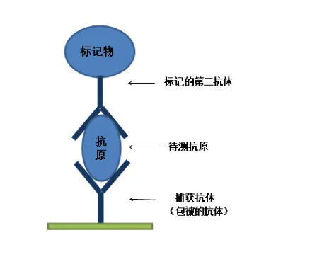 双抗体夹心法原理