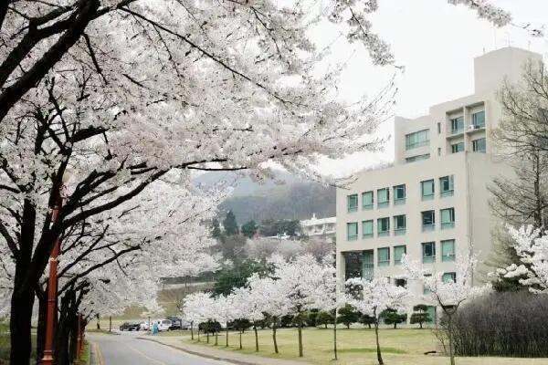 韩国明知大学好不好