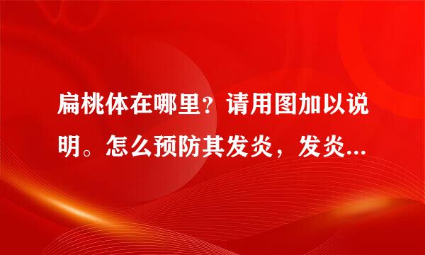 扁桃体在哪里？请用图加以说明。怎么预防其发炎，发炎是扁桃体有什么突出表现？红吗？还是什么的