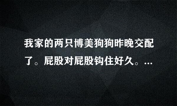 我家的两只博美狗狗昨晚交配了。屁股对屁股钩住好久。大概有个半个小时。我爸见好久都没分开，然后强行把