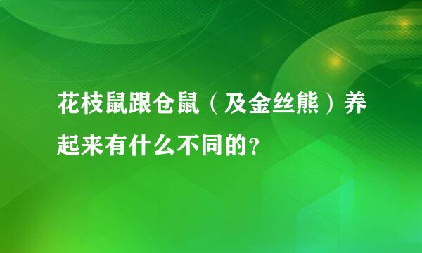 花枝鼠跟仓鼠（及金丝熊）养起来有什么不同的？