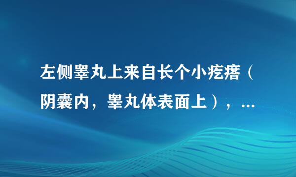 左侧睾丸上来自长个小疙瘩（阴囊内，睾丸体表面上），米粒大小，轻压酸痛。请问，是什么病？谢谢！