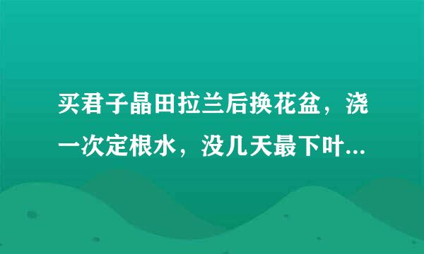 买君子晶田拉兰后换花盆，浇一次定根水，没几天最下叶子变黄，拔看有烂根，土总是上面干干，下面水嗒嗒，求助!