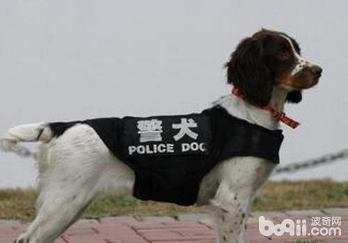 警犬有哪些品种？