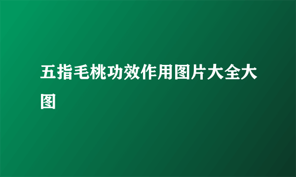 五指毛桃功效作用图片大全大图