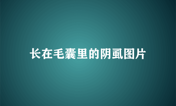 长在毛囊里的阴虱图片