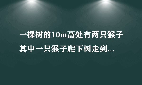 一棵树的10m高处有两只猴子其中一只猴子爬下树走到离树20m