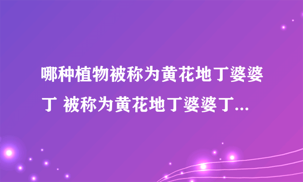 哪种植物被称为黄花地丁婆婆丁 被称为黄花地丁婆婆丁的是什么植物