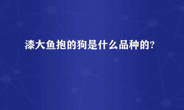 漆大鱼抱的狗是什么品种的?