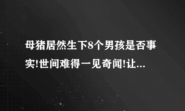 母猪居然生下8个男孩是否事实!世间难得一见奇闻!让大家很难以相信!