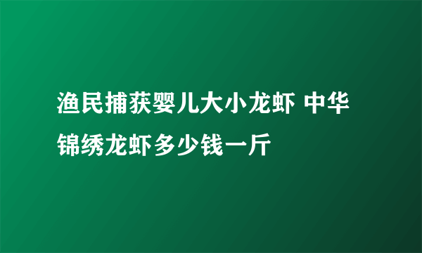 渔民捕获婴儿大小龙虾 中华锦绣龙虾多少钱一斤