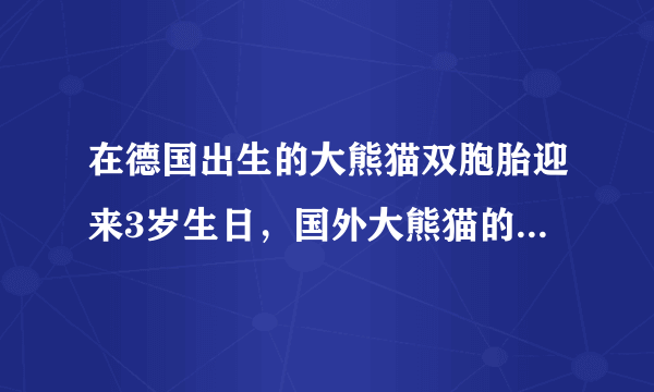 在德国出生的大熊猫双胞胎迎来3岁生日，国外大熊猫的生活水平如何？