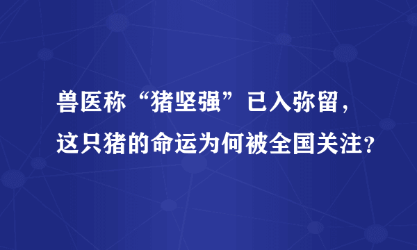 兽医称“猪坚强”已入弥留，这只猪的命运为何被全国关注？