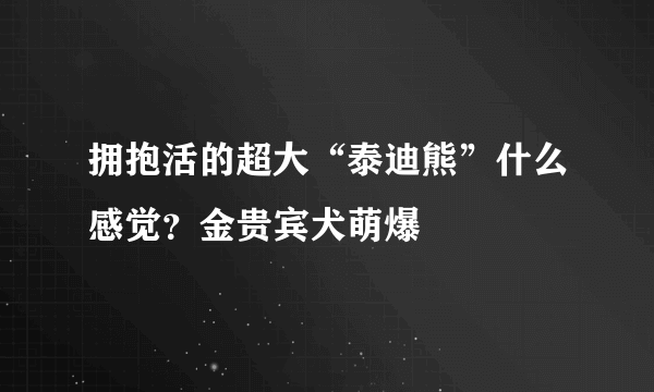 拥抱活的超大“泰迪熊”什么感觉？金贵宾犬萌爆