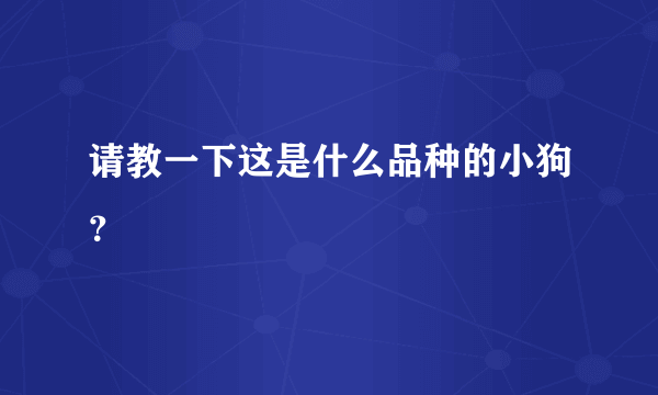 请教一下这是什么品种的小狗？