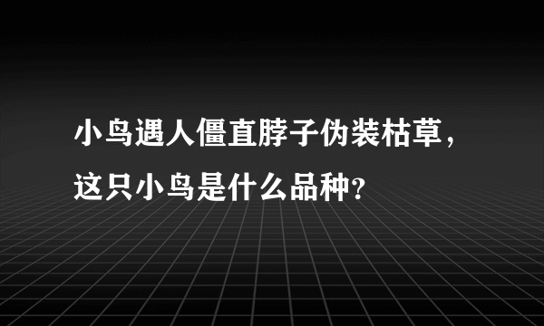 小鸟遇人僵直脖子伪装枯草，这只小鸟是什么品种？