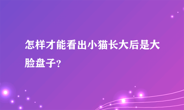 怎样才能看出小猫长大后是大脸盘子？