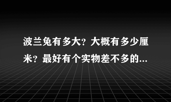 波兰兔有多大？大概有多少厘米？最好有个实物差不多的图，没有也行