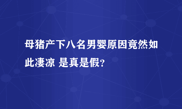 母猪产下八名男婴原因竟然如此凄凉 是真是假？